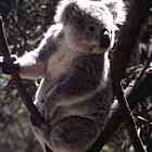 koala.jpg