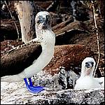 Booby and Baby Booby