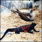 Booby and Marine Iguana