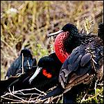Greater Frigate Bird Family