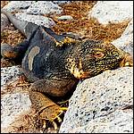 Land Iguana, Hood Island