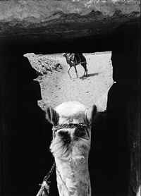 camel shot