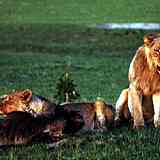 lion1bg.jpg
